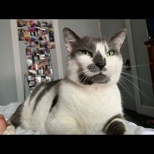 Meet your Posher, Lauren aswad